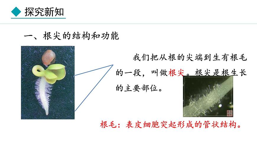 冀少版八年級(jí)生物上冊(cè)課件 3.2.1  根的生長(zhǎng)第4頁(yè)