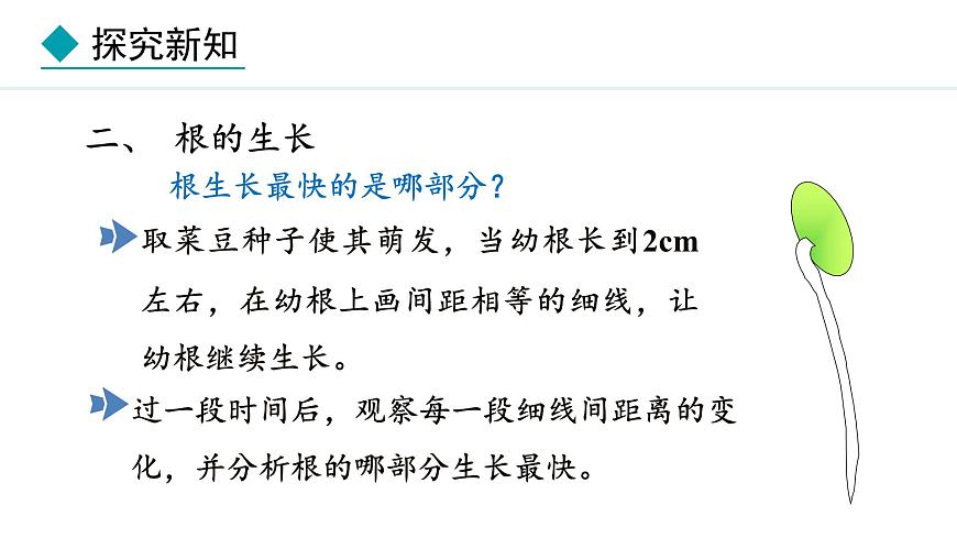 冀少版八年級(jí)生物上冊(cè)課件 3.2.1  根的生長(zhǎng)第7頁(yè)