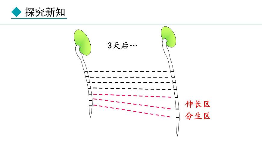 冀少版八年級(jí)生物上冊(cè)課件 3.2.1  根的生長(zhǎng)第8頁(yè)