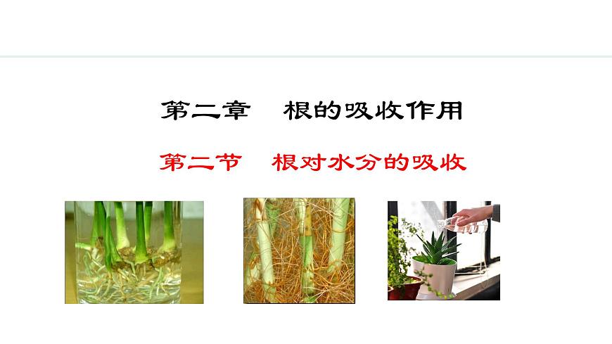 冀少版八年級生物上冊課件 3.2.2  根對水分的吸收第1頁