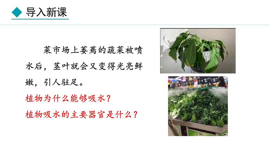 冀少版八年級生物上冊課件 3.2.2  根對水分的吸收第3頁
