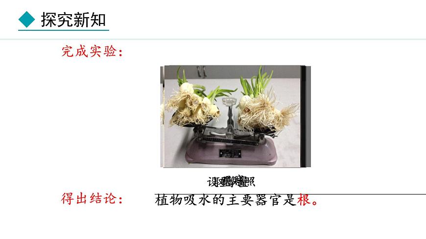 冀少版八年級生物上冊課件 3.2.2  根對水分的吸收第6頁