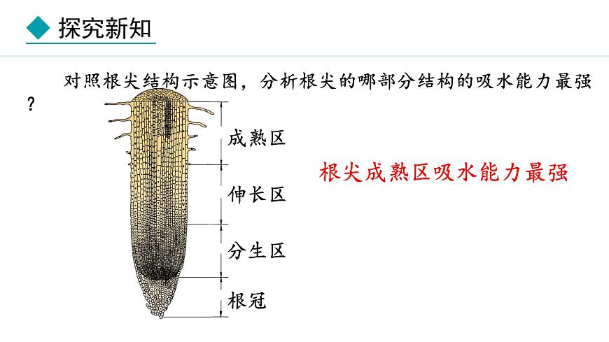 冀少版八年級生物上冊課件 3.2.2  根對水分的吸收第7頁