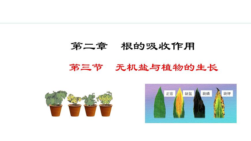 冀少版八年級生物上冊課件 3.2.3  無機(jī)鹽與植物的生長第1頁