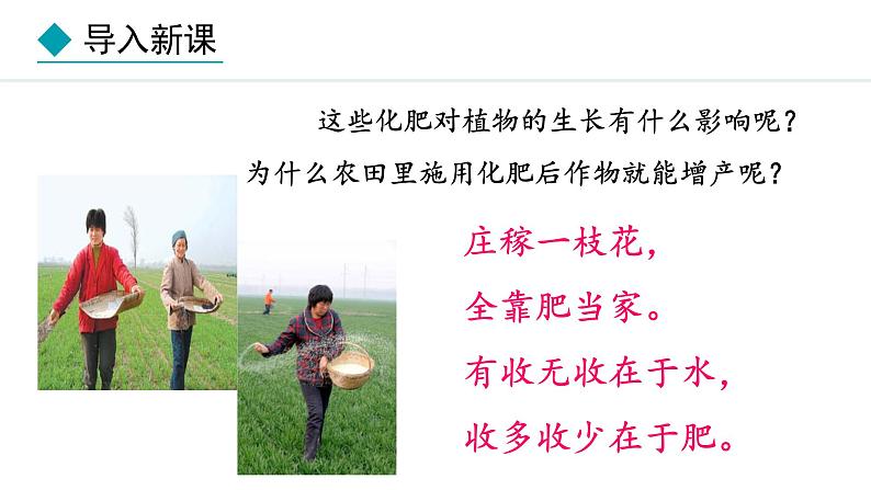 冀少版八年级生物上册课件 3.2.3 无机盐与植物的生长03