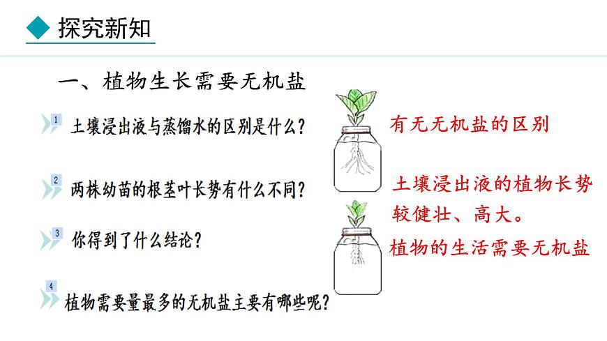 冀少版八年級生物上冊課件 3.2.3  無機(jī)鹽與植物的生長第4頁