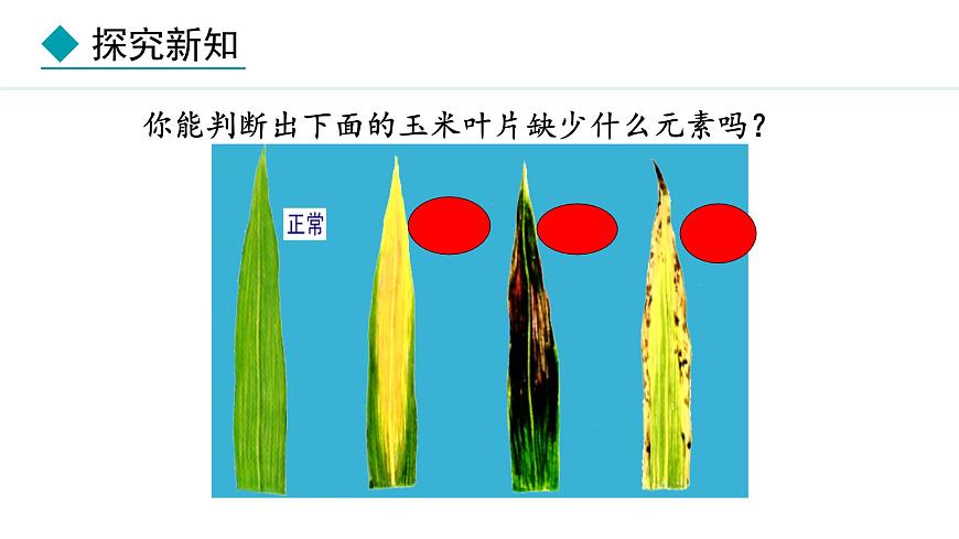 冀少版八年級生物上冊課件 3.2.3  無機(jī)鹽與植物的生長第7頁