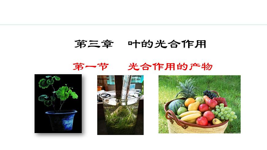 冀少版八年級生物上冊課件 3.3.1  光合作用的產(chǎn)物第1頁