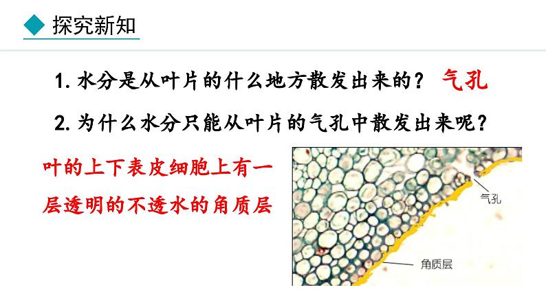 冀少版八年级生物上册课件 3.4.2 蒸腾作用08