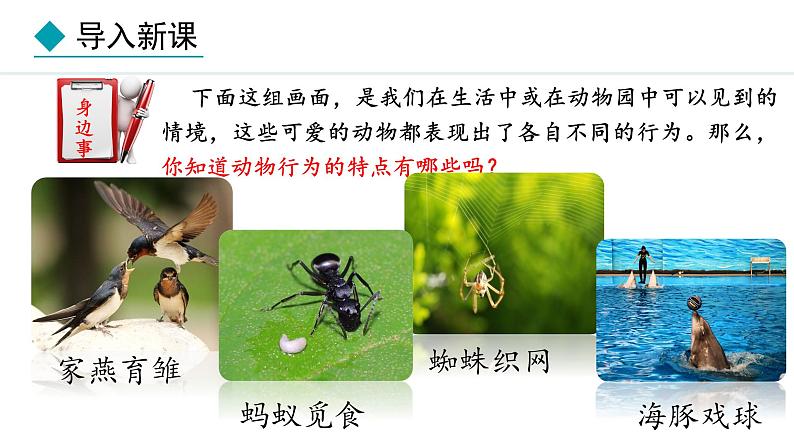 冀少版八年级生物上册课件 4.2.1 动物行为的特点第3页
