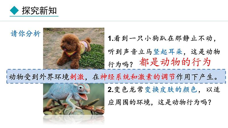 冀少版八年级生物上册课件 4.2.1 动物行为的特点第7页