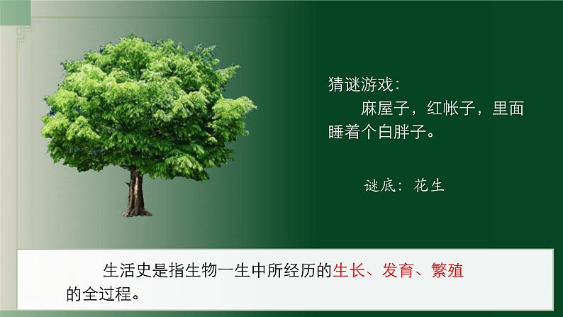 3.5.1种子萌发形成幼苗(课件+教案)北师大版 七上03