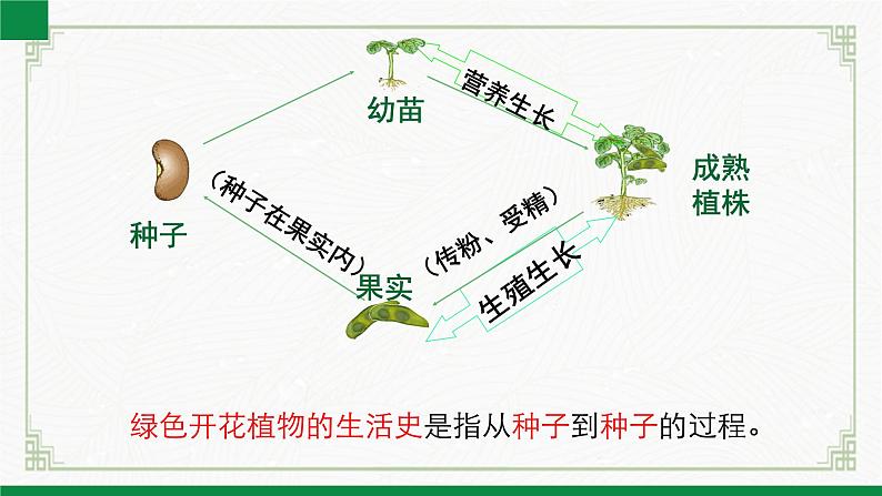 3.5.1种子萌发形成幼苗(课件+教案)北师大版 七上04