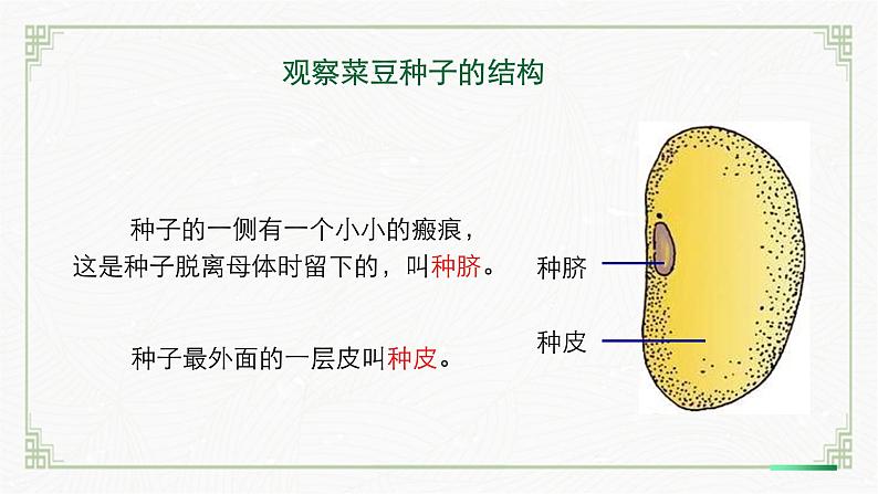 3.5.1种子萌发形成幼苗(课件+教案)北师大版 七上07