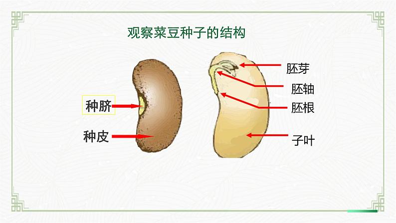 3.5.1种子萌发形成幼苗(课件+教案)北师大版 七上08