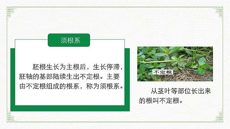 3.5.2营养器官的生长(课件+教案)北师大版 七上07