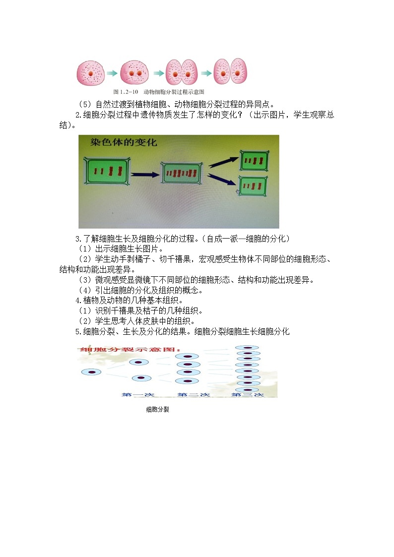 1.2.2细胞的分裂与分化教学设计-2023-2024学年济南版生物七年级上册02