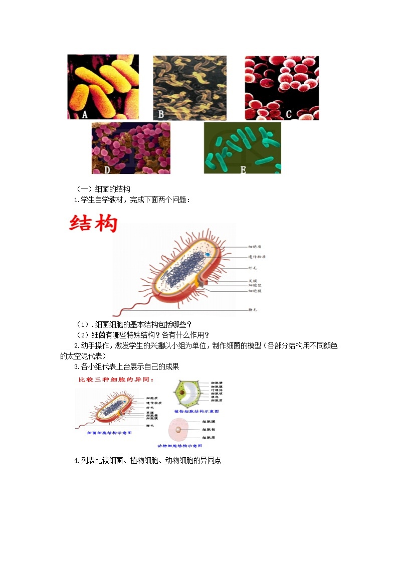 2.3.2细菌教学设计-2023-2024学年济南版生物七年级上册03