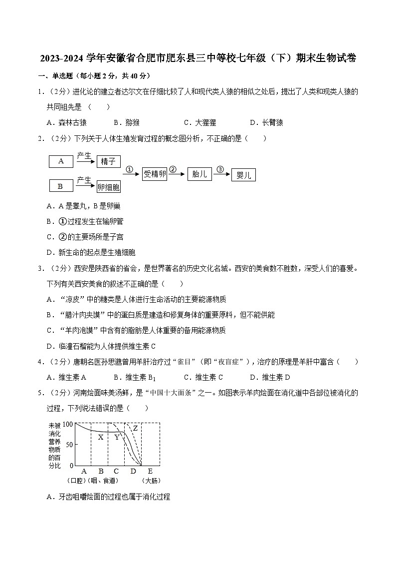 安徽省合肥市肥东县第三中学等校2023-2024学年七年级下学期期末考试生物试卷第1页