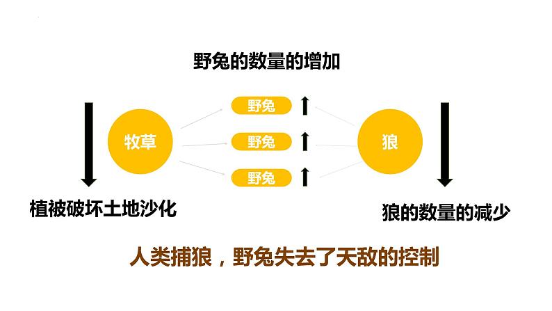 八年级人教版生物学课件动物在生物圈中的作用06