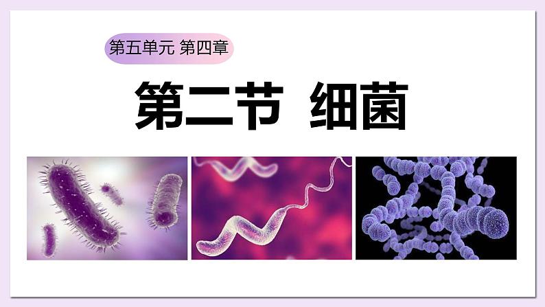 八年级人教版生物学课件5.4.2细菌(公开课)01
