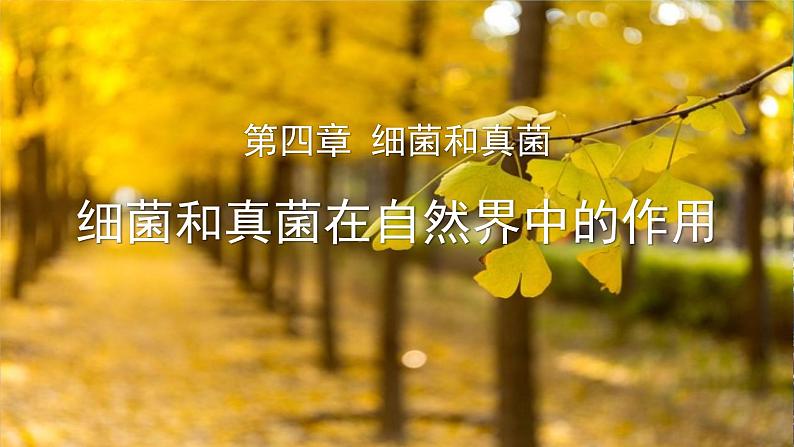 八年级人教版生物学课件细菌和真菌在自然界中的作用01