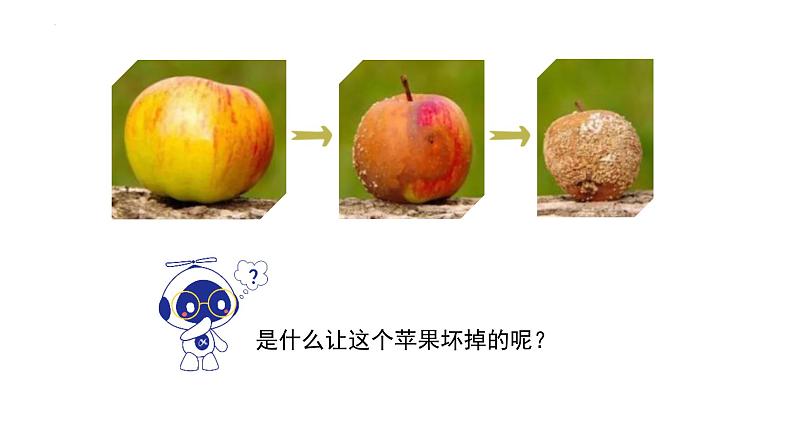 八年级人教版生物学课件细菌和真菌在自然界中的作用03