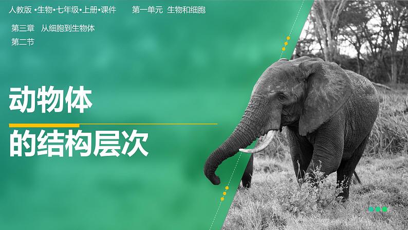 【人教版】七上生物 1.3.2 动物体的结构层次(课件+练习)01