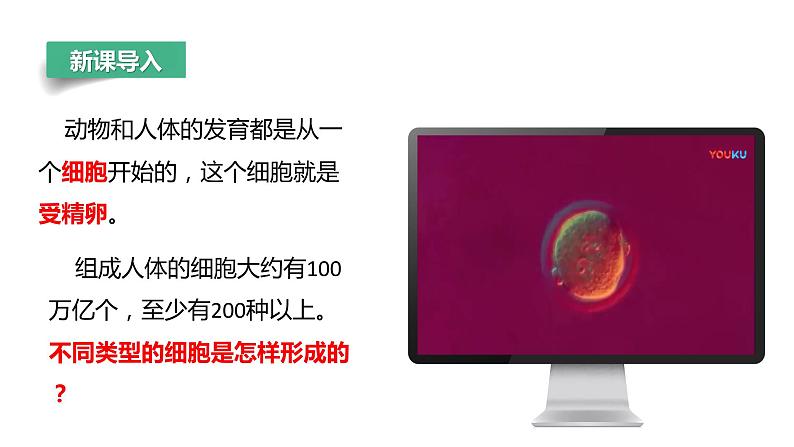 【人教版】七上生物 1.3.2 动物体的结构层次(课件+练习)05