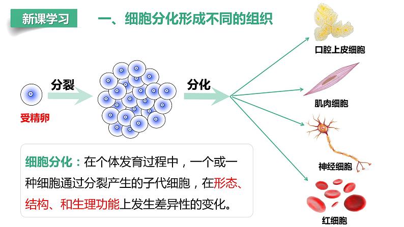【人教版】七上生物 1.3.2 动物体的结构层次(课件+练习)06