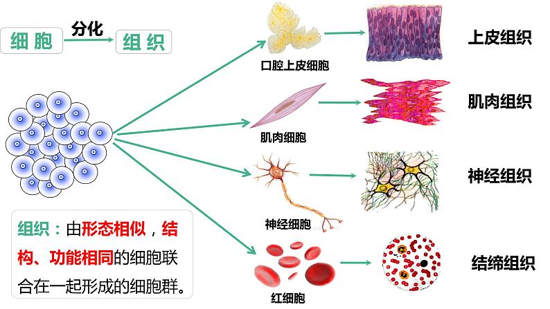 【人教版】七上生物 1.3.2 动物体的结构层次(课件+练习)07
