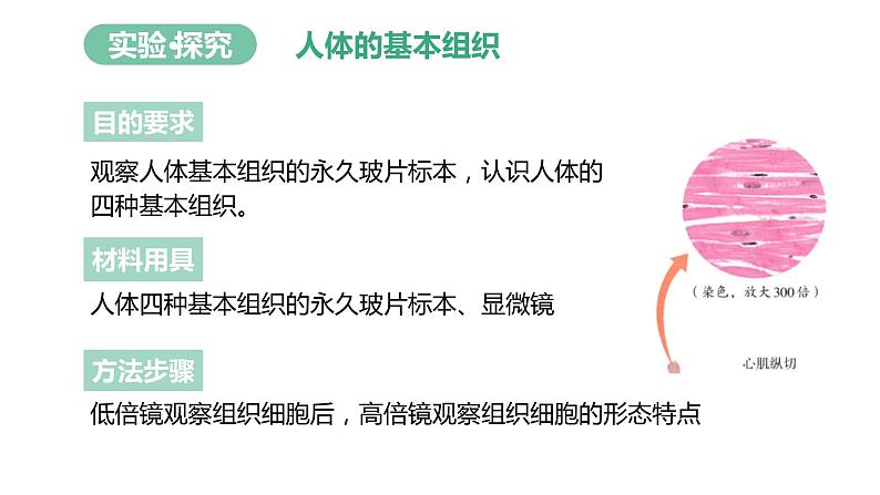 【人教版】七上生物 1.3.2 动物体的结构层次(课件+练习)08