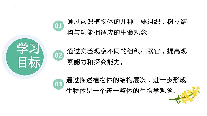 【人教版】七上生物 1.3.3 植物体的结构层次(课件+练习)02
