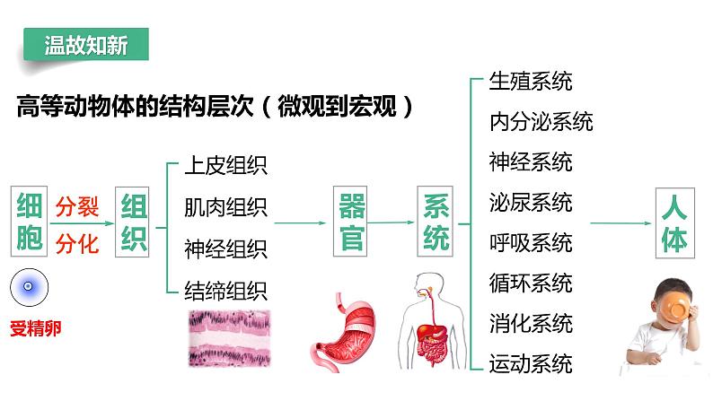 【人教版】七上生物 1.3.3 植物体的结构层次(课件+练习)04