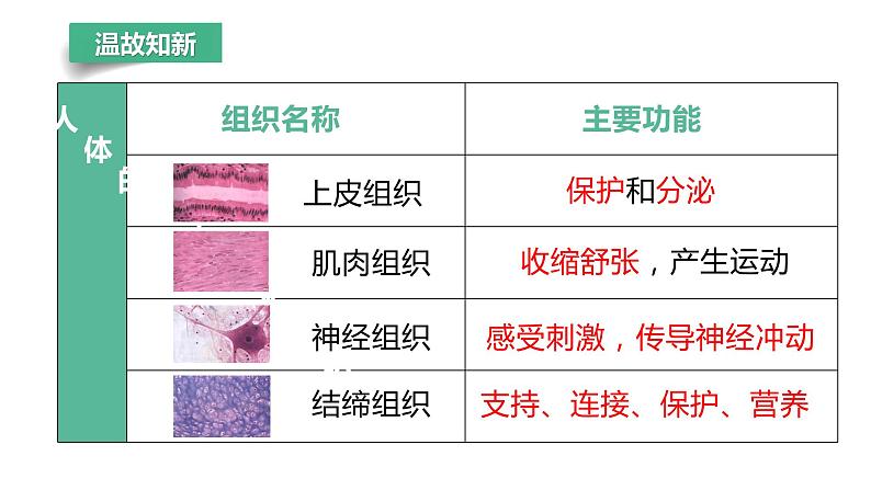 【人教版】七上生物 1.3.3 植物体的结构层次(课件+练习)05