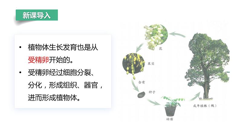 【人教版】七上生物 1.3.3 植物体的结构层次(课件+练习)06
