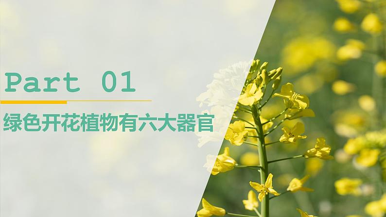 【人教版】七上生物 1.3.3 植物体的结构层次(课件+练习)07