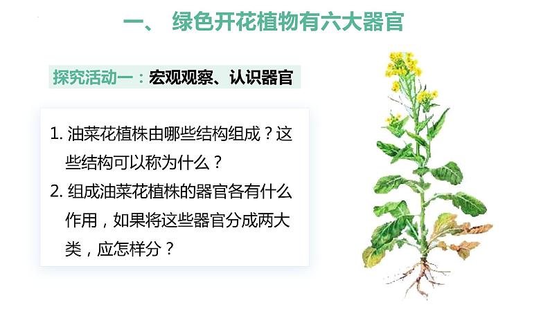 【人教版】七上生物 1.3.3 植物体的结构层次(课件+练习)08