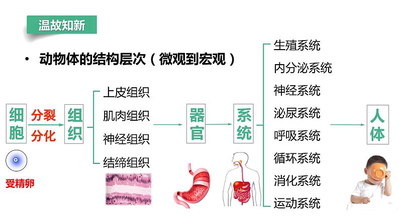 1.3.4+单细胞生物 第4页