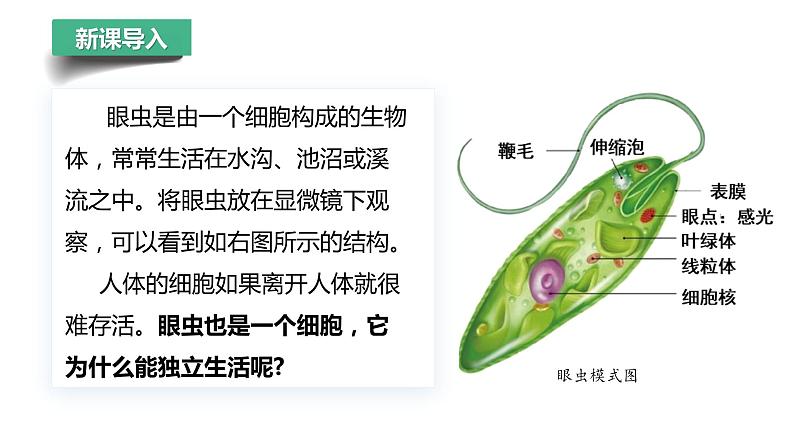 1.3.4+单细胞生物 第6页