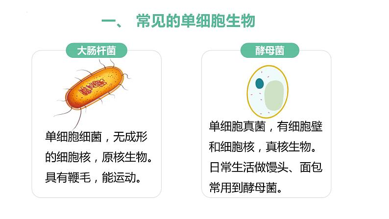 1.3.4+单细胞生物 第7页