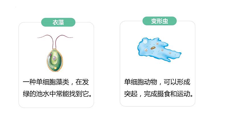 1.3.4+单细胞生物 第8页