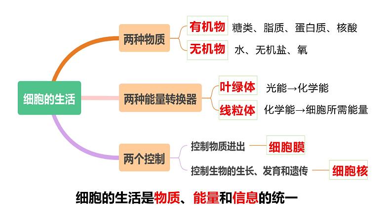 【人教版】七上生物 1.3.1 细胞通过分裂产生新细胞(课件+练习)06