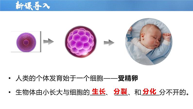 【人教版】七上生物 1.3.1 细胞通过分裂产生新细胞(课件+练习)07