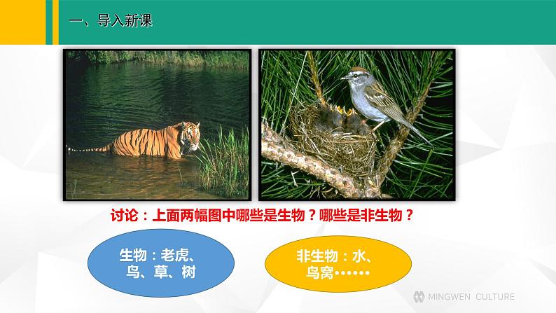 人教版(2024版)七年级生物上册课件 1.1.2 生物的特征04