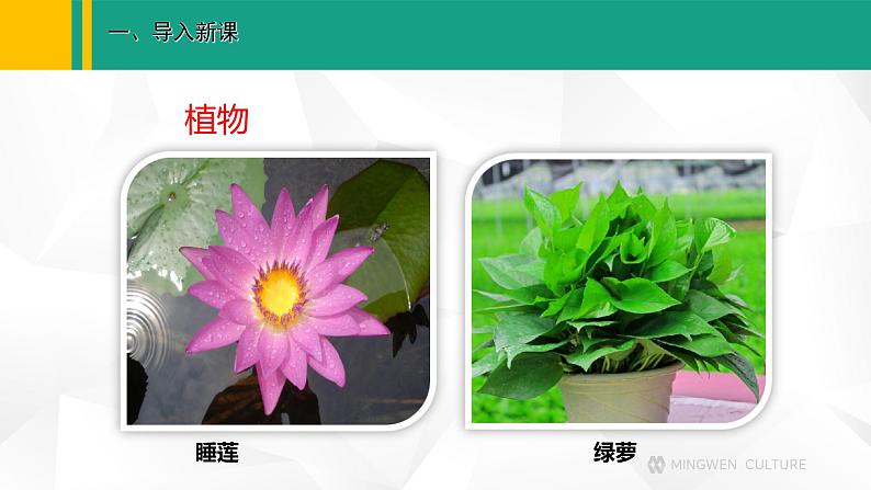 人教版(2024版)七年级生物上册课件 1.1.2 生物的特征06