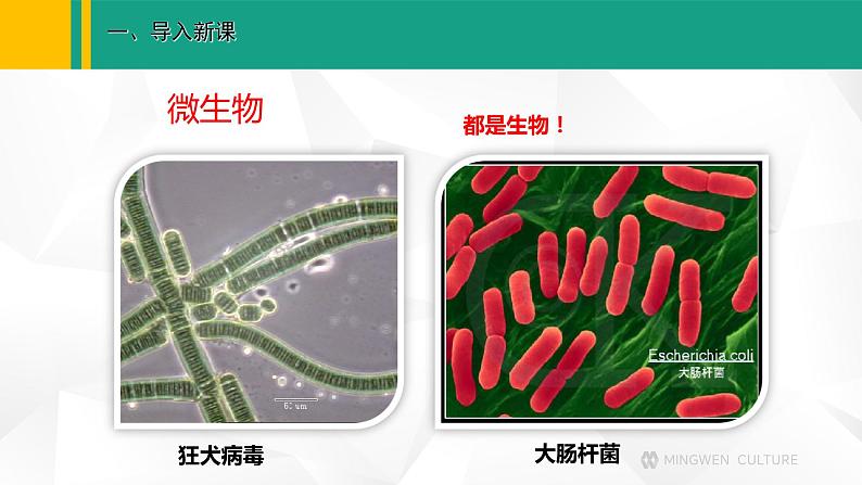 人教版(2024版)七年级生物上册课件 1.1.2 生物的特征07