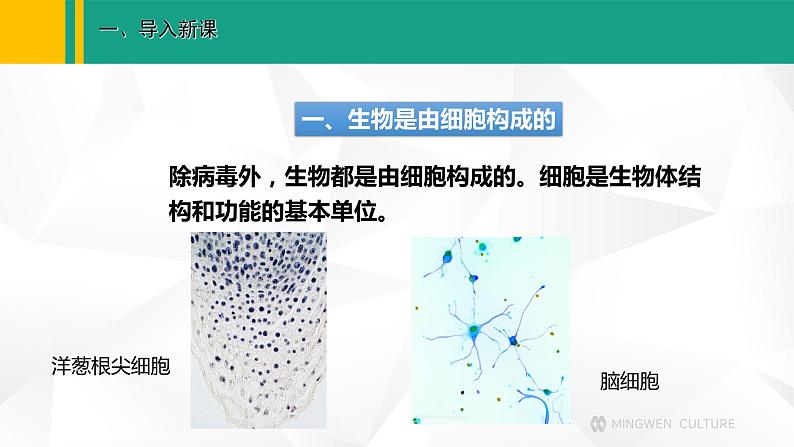 人教版(2024版)七年级生物上册课件 1.1.2 生物的特征08