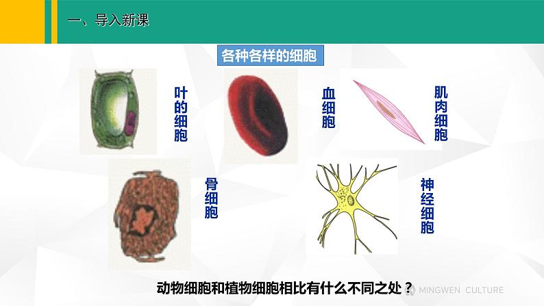 人教版(2024版)七年级生物上册课件 1.2.3 动物细胞03