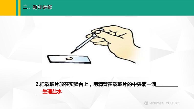 人教版(2024版)七年级生物上册课件 1.2.3 动物细胞07
